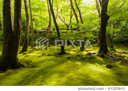 Kusanagi in the back 43205641