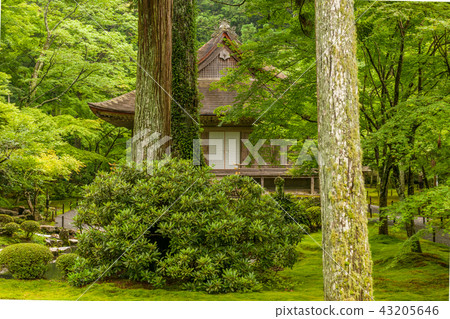 青葉沒有Yuu Gokurakuin 43205646