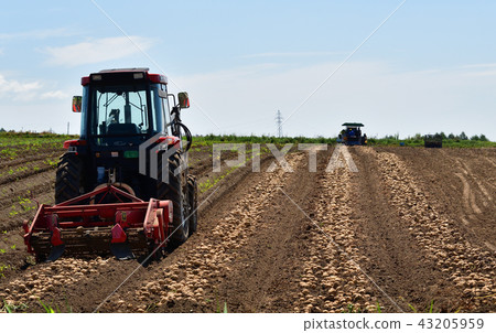 在盛夏的北海道函館高知町農田地區拍攝新土豆的收穫照片 43205959
