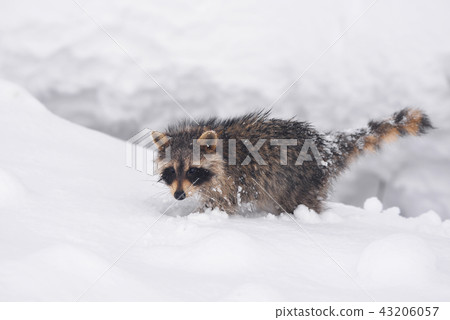 Wild raccoon Wild raccoon 43206057