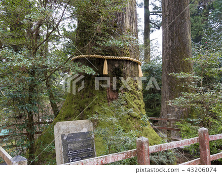 Ogami tree "Yadate no Sugi" at Hakone Shrine (Hakone Town, Kanagawa Prefecture) 43206074