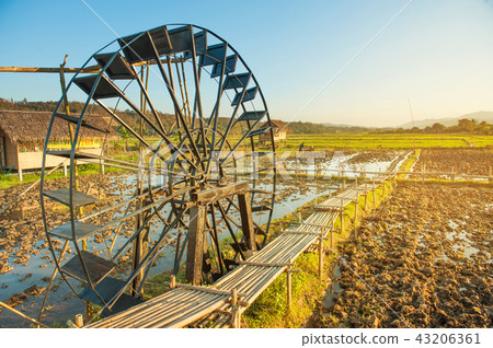 Rice field grass against with mountains lanscape 43206361