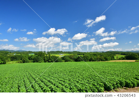 Photographing the scenery of the midsummer of soybean fields in the area of Asuzawabe, Hokkaido 43206543