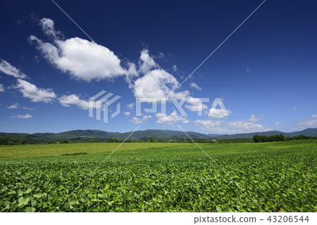 Photographing the scenery of the midsummer of soybean fields in the area of Asuzawabe, Hokkaido 43206544