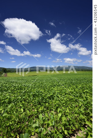 拍攝北海道Asuzawabe地區盛夏的大豆田的風景 43206545