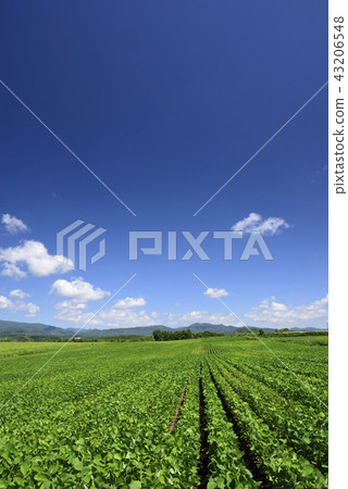 拍攝北海道Asuzawabe地區盛夏的大豆田的風景 43206548
