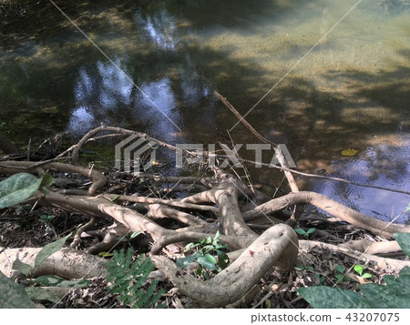 River goes wild in the mountains. River goes wild in the mountains. 43207075