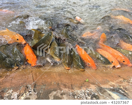 Fish eat food in the pond. 43207367