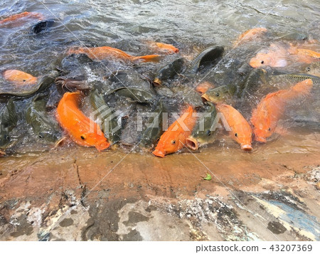 Fish eat food in the pond. Fish eat food in the pond. 43207369