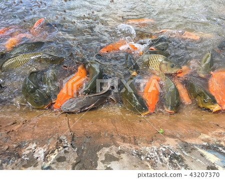 Fish eat food in the pond. Fish eat food in the pond. 43207370