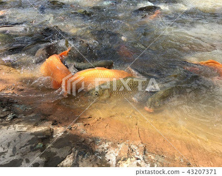 Fish eat food in the pond. 43207371
