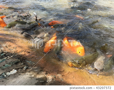 Fish eat food in the pond. Fish eat food in the pond. 43207372