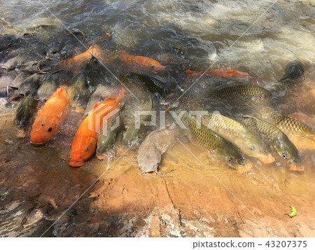 Fish eat food in the pond. Fish eat food in the pond. 43207375