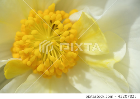Bulgaria Begonia 43207823