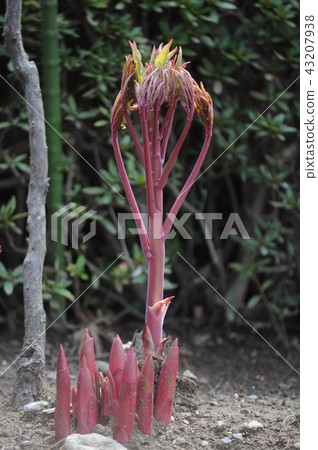 Peony Peony 43207938