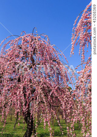 Weeping plum blossoms in full bloom 43208369