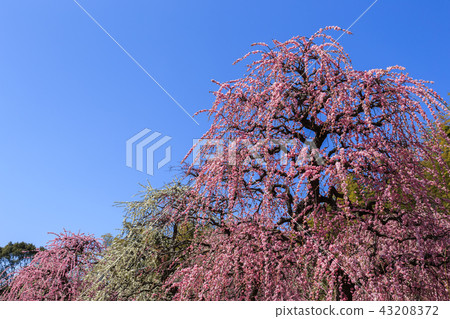 Weeping plum blossoms in full bloom 43208372