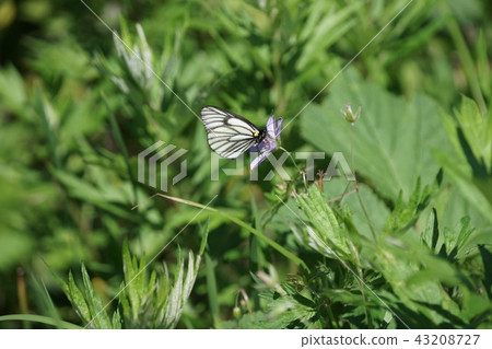 來自Hakusanfuro的Miyama白色甘藷吮吸花蜜 43208727