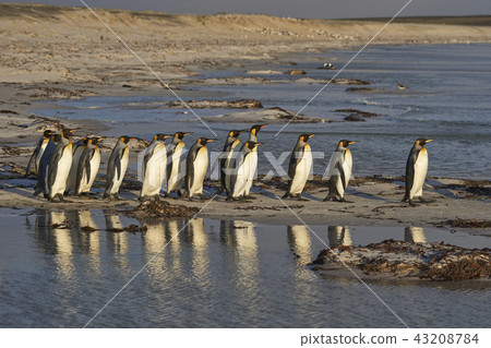 King Penguins heading to sea 43208784