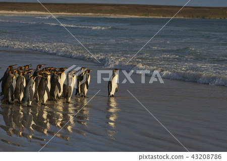 King Penguins heading to sea King Penguins heading to sea 43208786