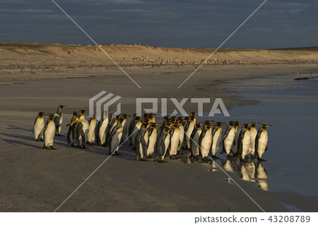 King Penguins heading to sea King Penguins heading to sea 43208789