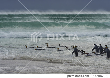 King Penguins heading to sea King Penguins heading to sea 43208792