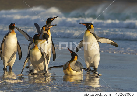 King Penguins on a beach King Penguins on a beach 43208809