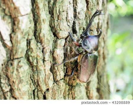 Summer bug beetle Summer bug beetle 43208889