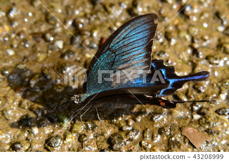 Crows swallowtail 43208999