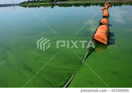 藍綠藻/藍粉 43209000