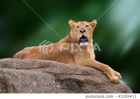 Lioness lying on rock. 43209411
