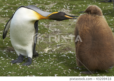 King Penguin with chick King Penguin with chick 43209418
