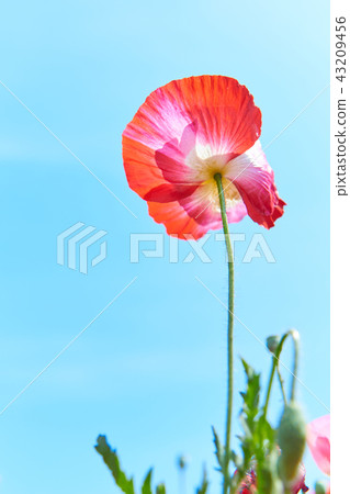 Heavenly poppy flower field Heavenly poppy flower field 43209456