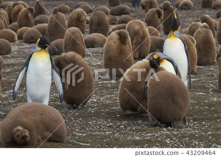 King Penguin colony on the Falkland Islands 43209464