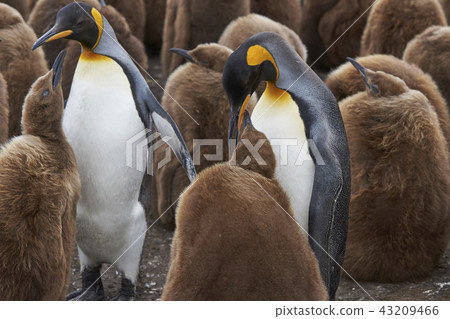 King Penguin colony on the Falkland Islands 43209466