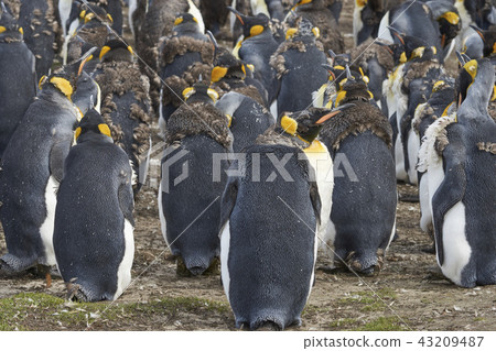 King Penguins moulting 43209487