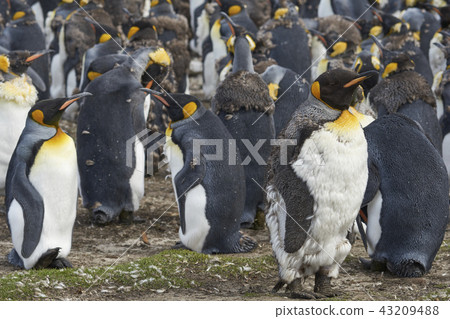 King Penguins moulting 43209488