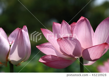 蓮花1 43210928