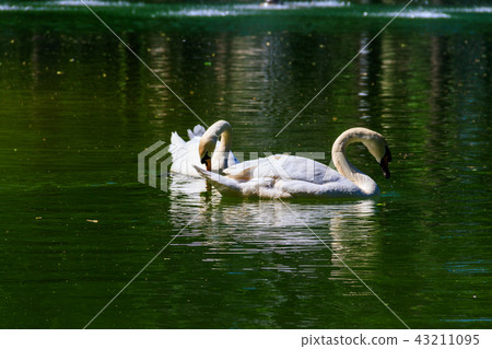 Pair of white swans swimming on the lake 43211095