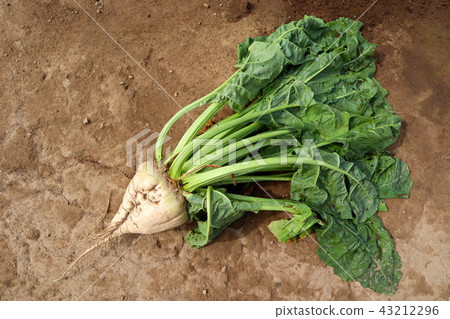 在北海道的Laterale（甜菜）領域 43212296