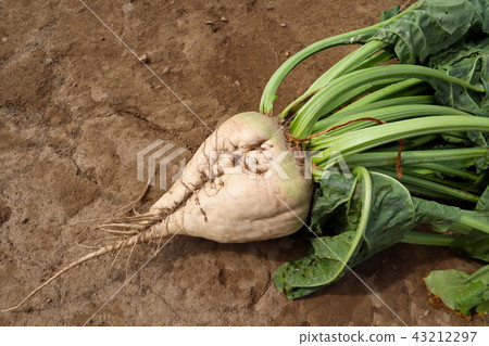 在北海道的Laterale（甜菜）領域 43212297