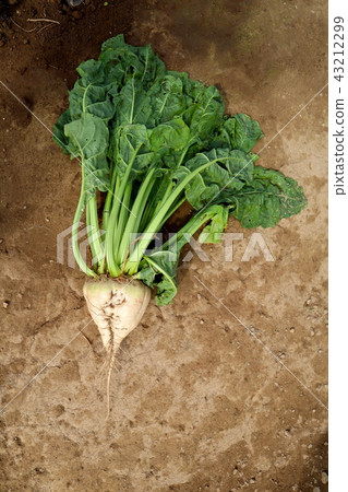 Laterale (sugar beet) field in Hokkaido 43212299