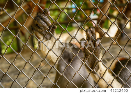 Hand of Red-shanked douc langur 43212490