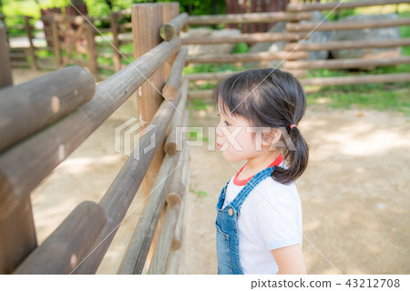 girl child little kid little zoo 43212708