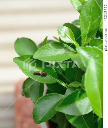 2nd instar larva of Yamihaha (Yuzu) 43212812