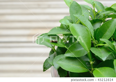 2nd instar larva of Yamihaha (Yuzu) 43212814