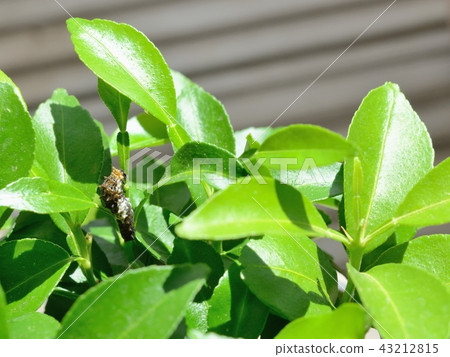 The third instar larva of Yamihaha (Yuzu) 43212815