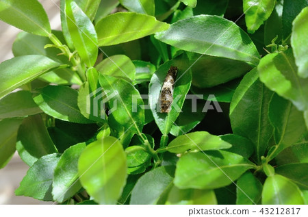 The third instar larva of Yamihaha (Yuzu) 43212817