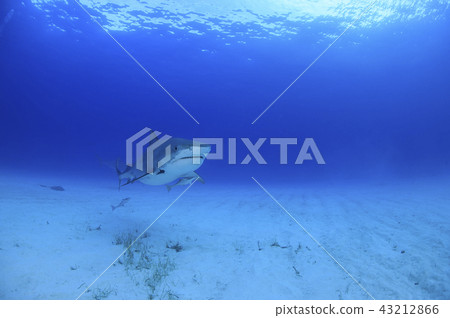 Tiger Shark in the Bahamas 43212866