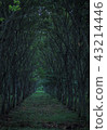 森林公路 43214446